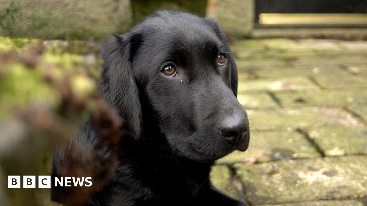 Stolen dogs: Owner turns pet detective after spotting pup - BBC News