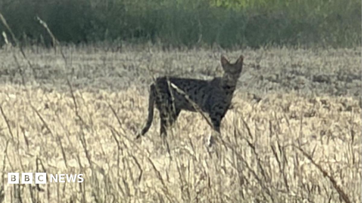 Big cat found in plant pot after two-month search