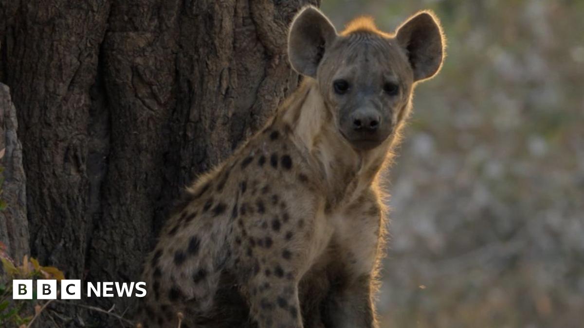 
                            Rare footage reveals survival secrets of Africa's top predators