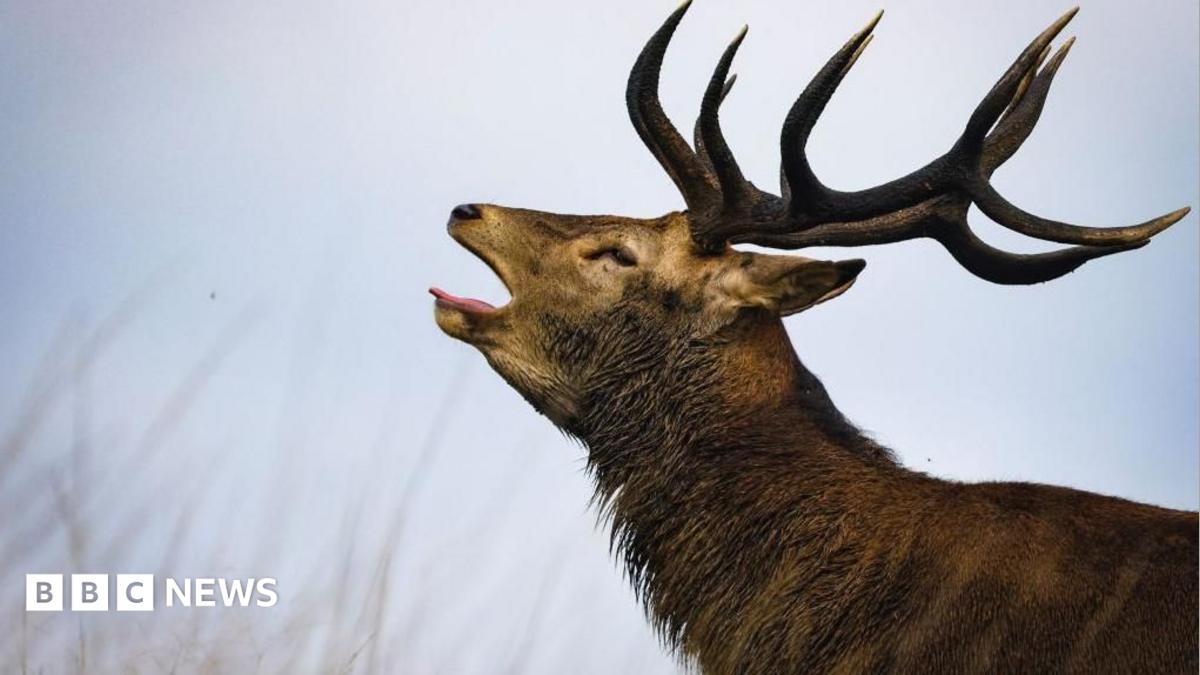 Stag put down after attacking man in Richmond Park