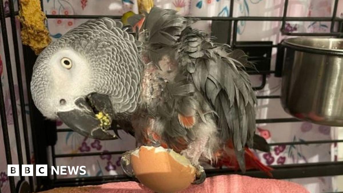Sale swearing parrot toy Best Sale Depressed parrot swears after finding new home BBC News