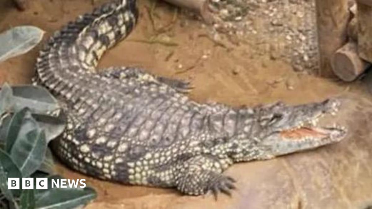 Boy attacked by zoo crocodile has had seven operations and is smiling again, say parents