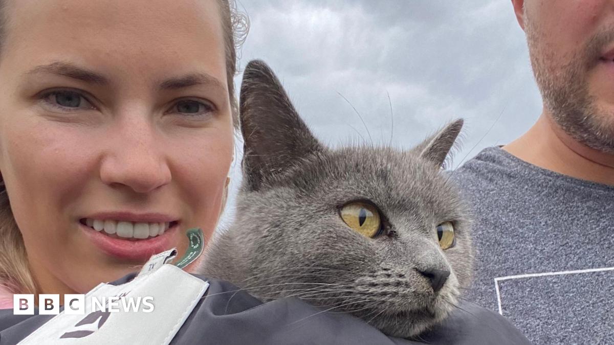 Wolverhampton WhatsApp group reunites missing cat with owner