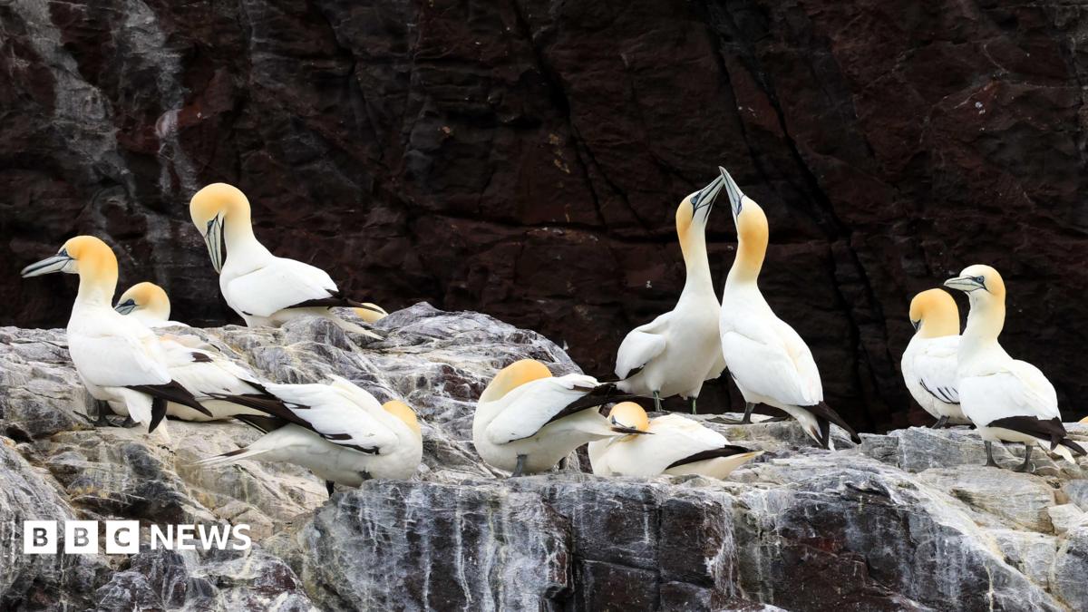 Gannet colonies could take 15 years to recover from bird flu