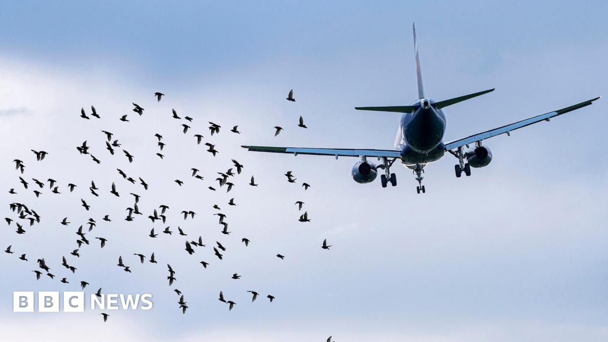 Bird strikes: Could one have caused the South Korea plane crash?