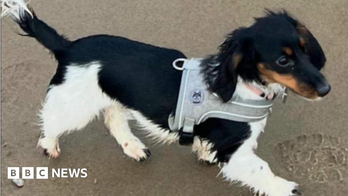 Puppy found after three-day search on Isle of Wight