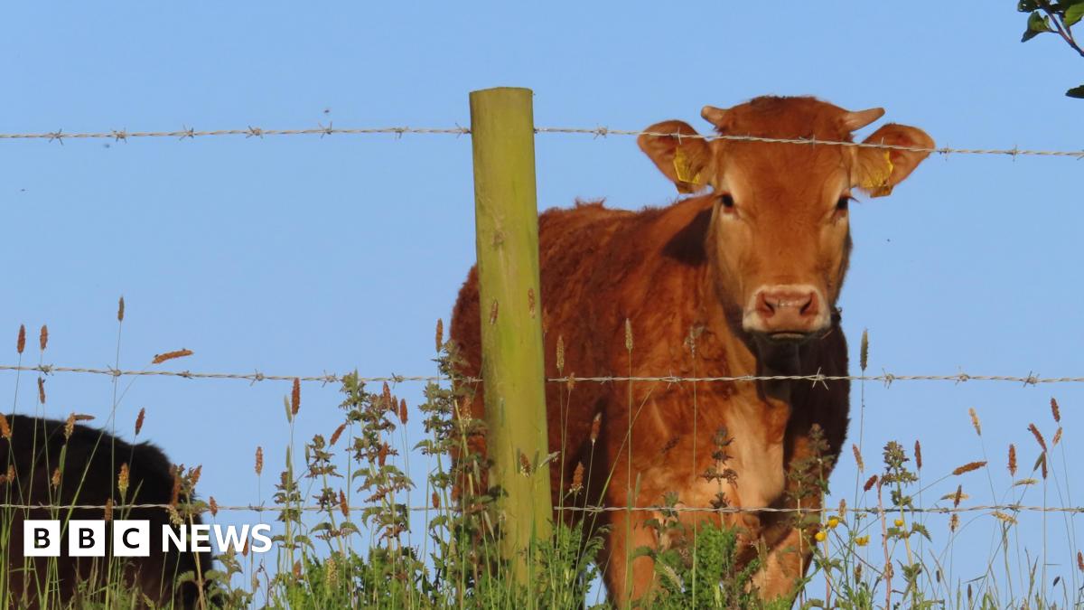 Your photos from the West Midlands: Cows, sunshine & lightning