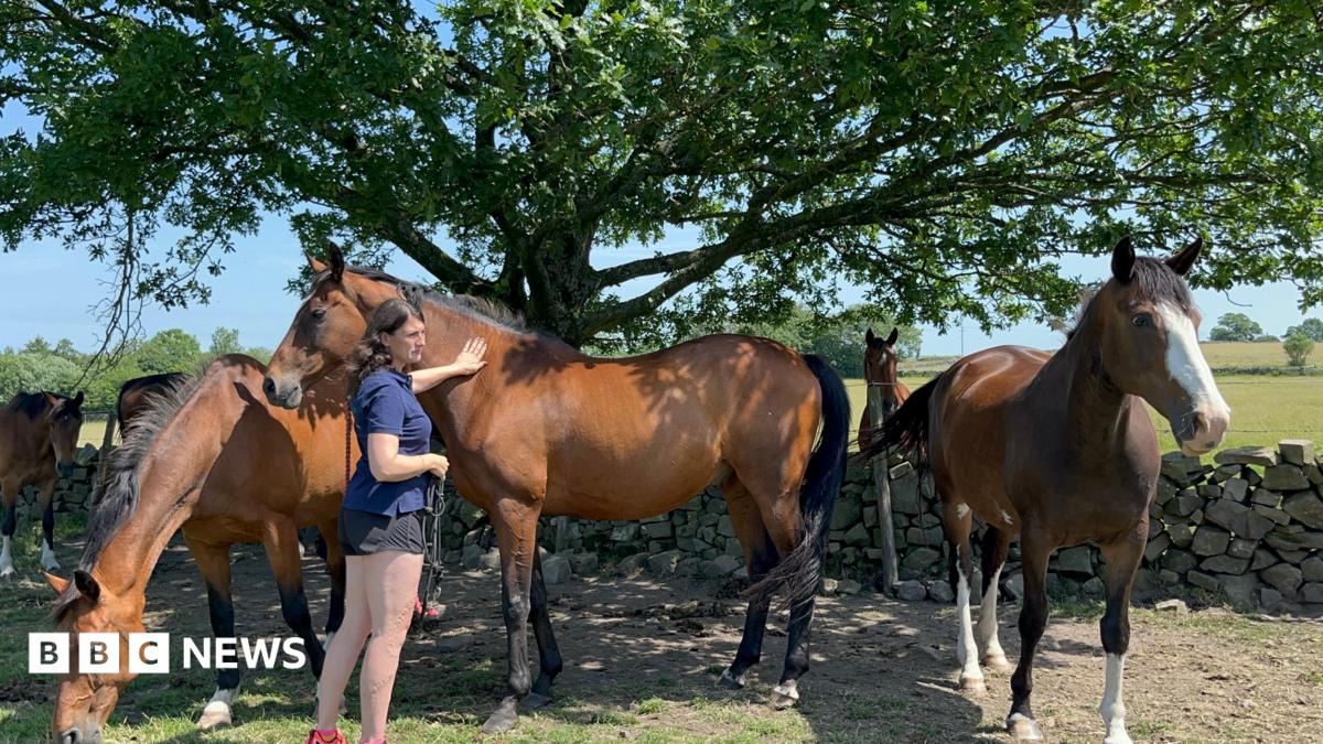 Padwick Farm livery sees bookings rise as horse owners struggle with costs
