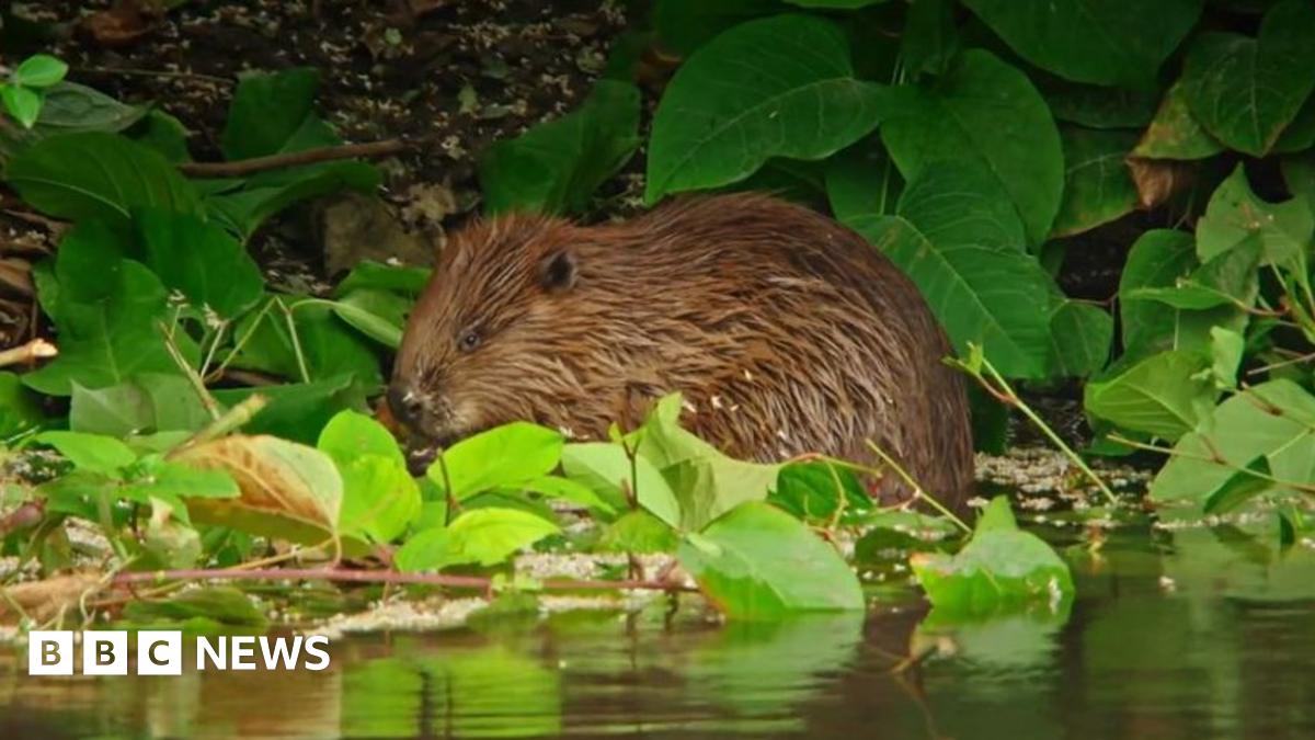 Wild beaver filmed on River Dyfi in 'hugely significant' moment
