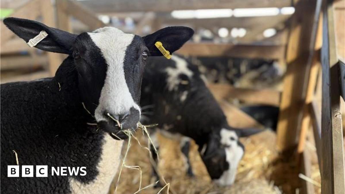 bbc.co.uk - Ben Parker - Is it going to be sunny at the Suffolk Show?