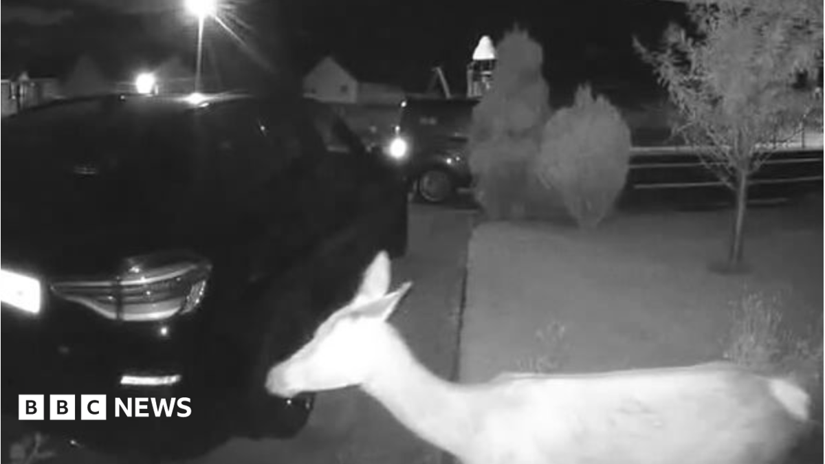 Parasites in play park and car crashes: Helmsdale's deer problem