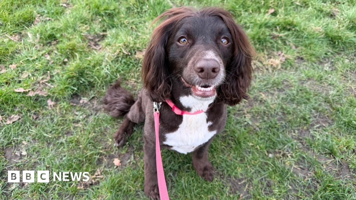 Designer dog crossbreeds show more 'undesirable' behaviours, vets say