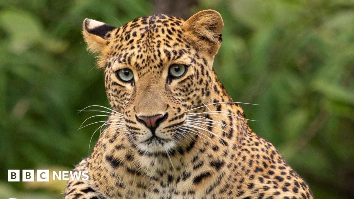 Kruger National Park leopard attacks men at South Africa air force ...