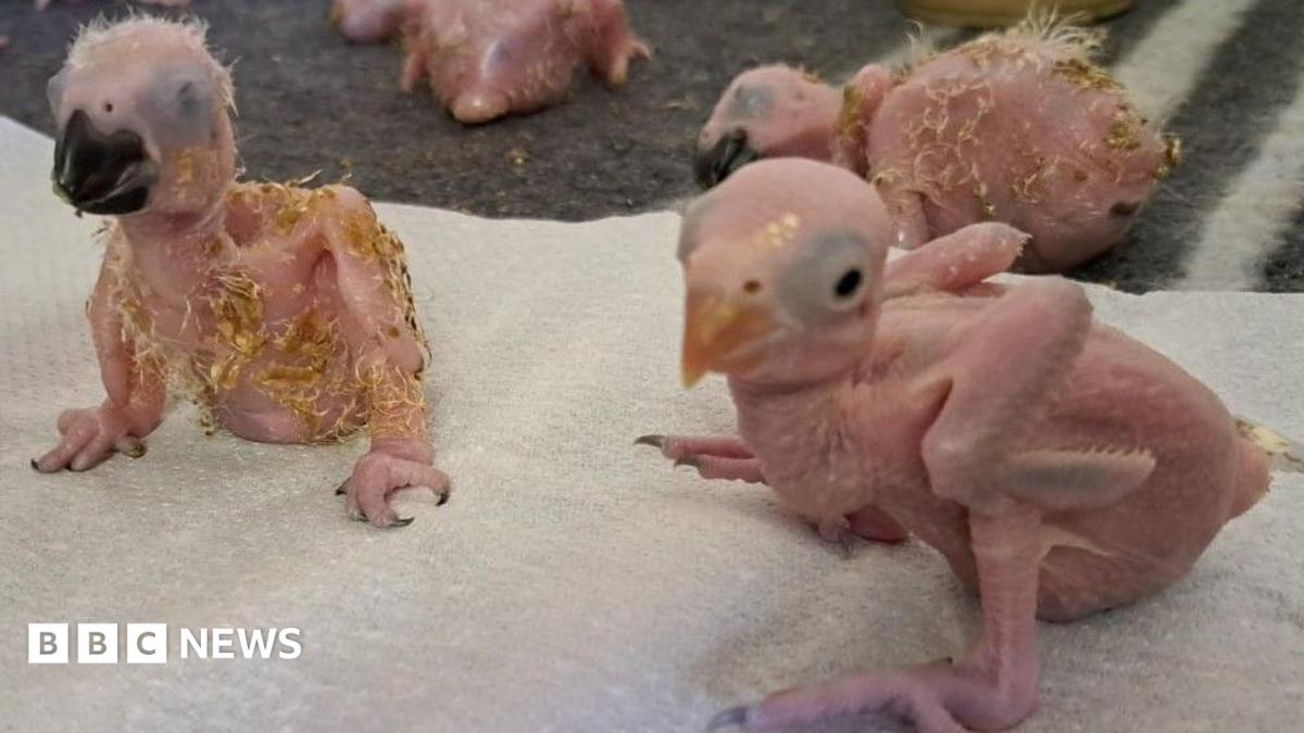 Parrot eggs hatch after suspected Thai smuggler arrested at South African airport