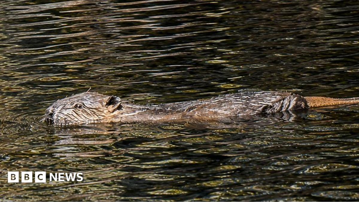 A beaver swimming a river. It has brown fur and is wet