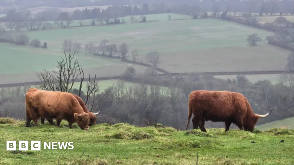 Butser Hill viral Highland cows: Three people rescued
