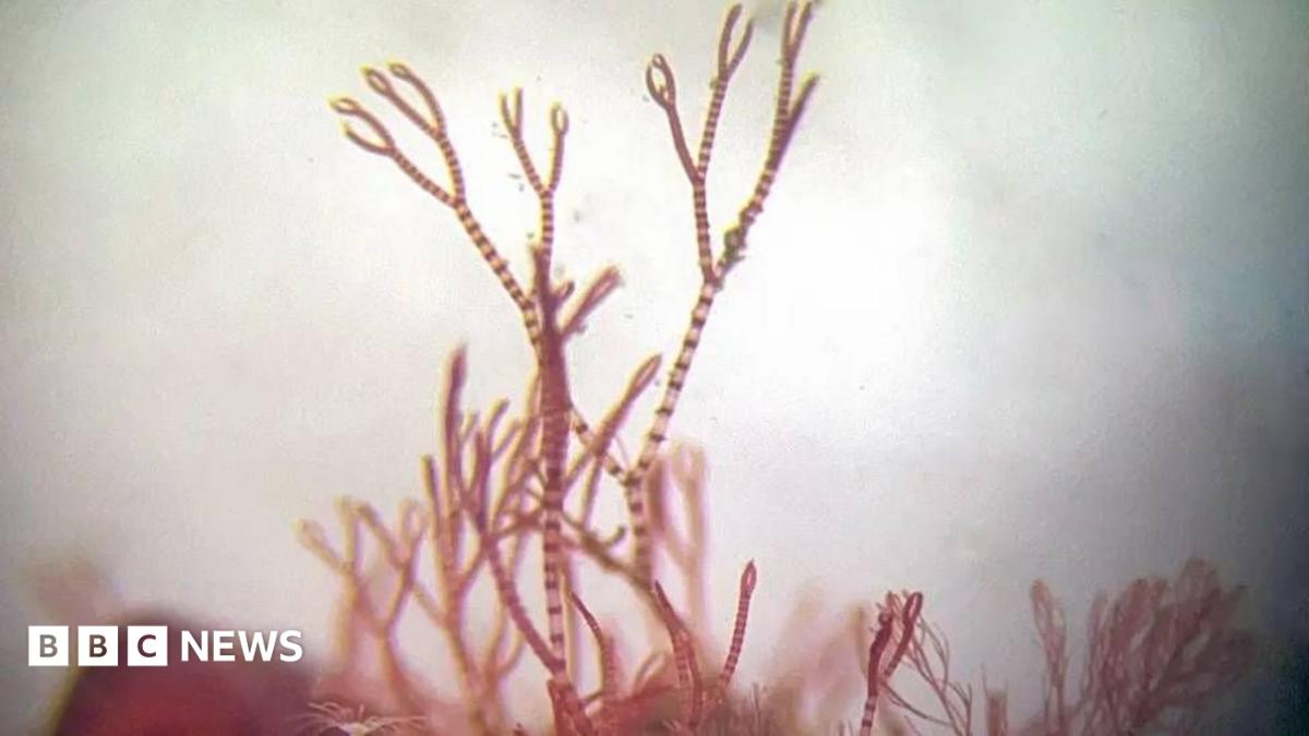 ELUSIVE 'PINK ZEBRA' SEAWEED FINALLY JOINS MUSEUM COLLECTION