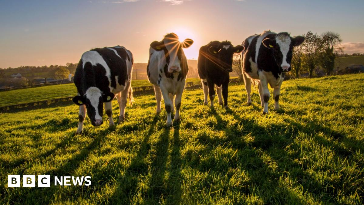 A group of yearling Holstein heifers in a field of grass in Northern Ireland just before the sun sets.