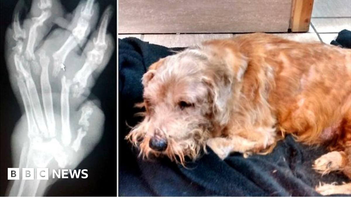 Dog 'dumped' in Birkenhead cemetery 'had all its bones broken'
