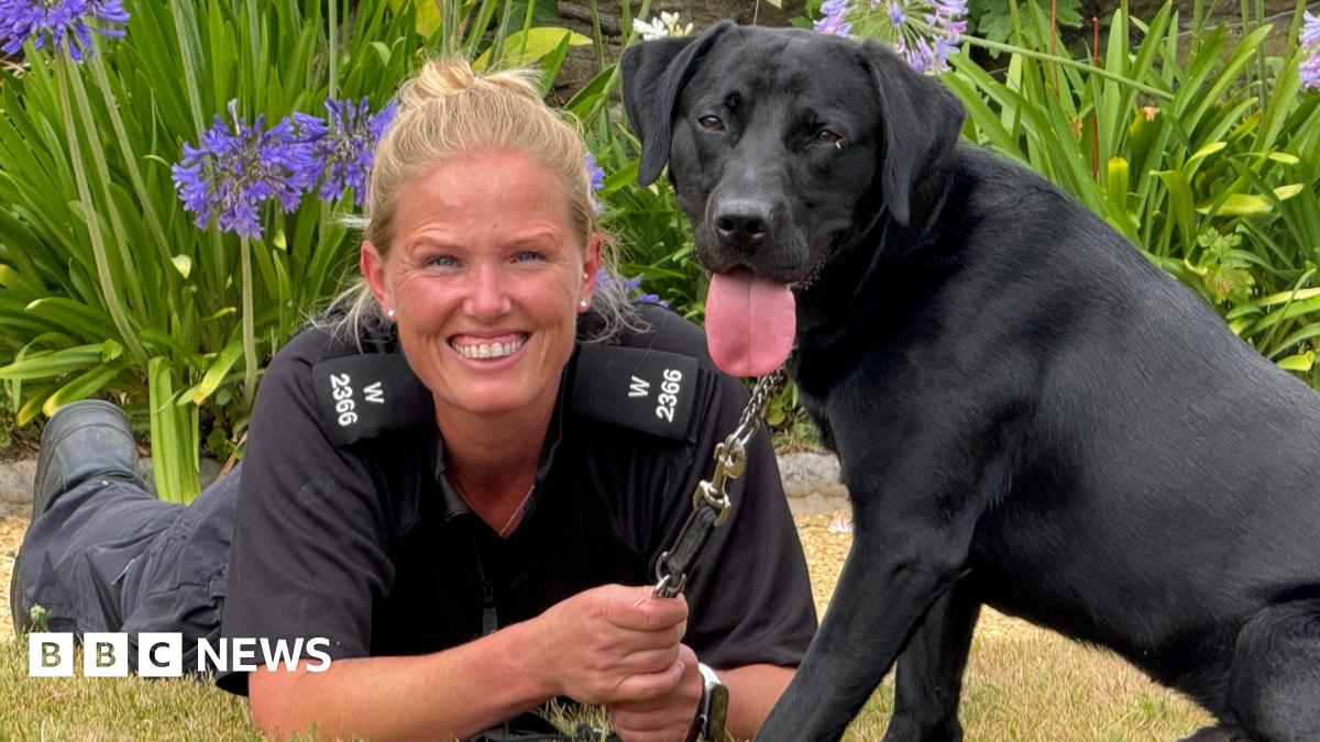 Rescue labrador begins career with Wiltshire Police - BBC News