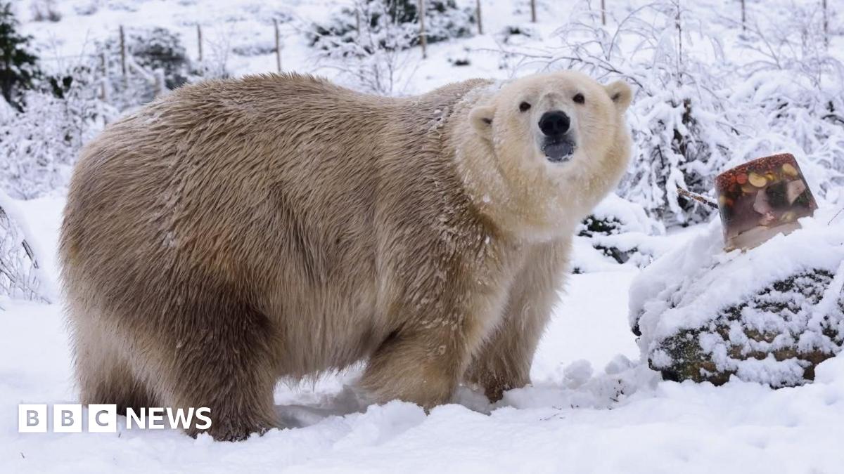 How do you take care of an elderly polar bear?