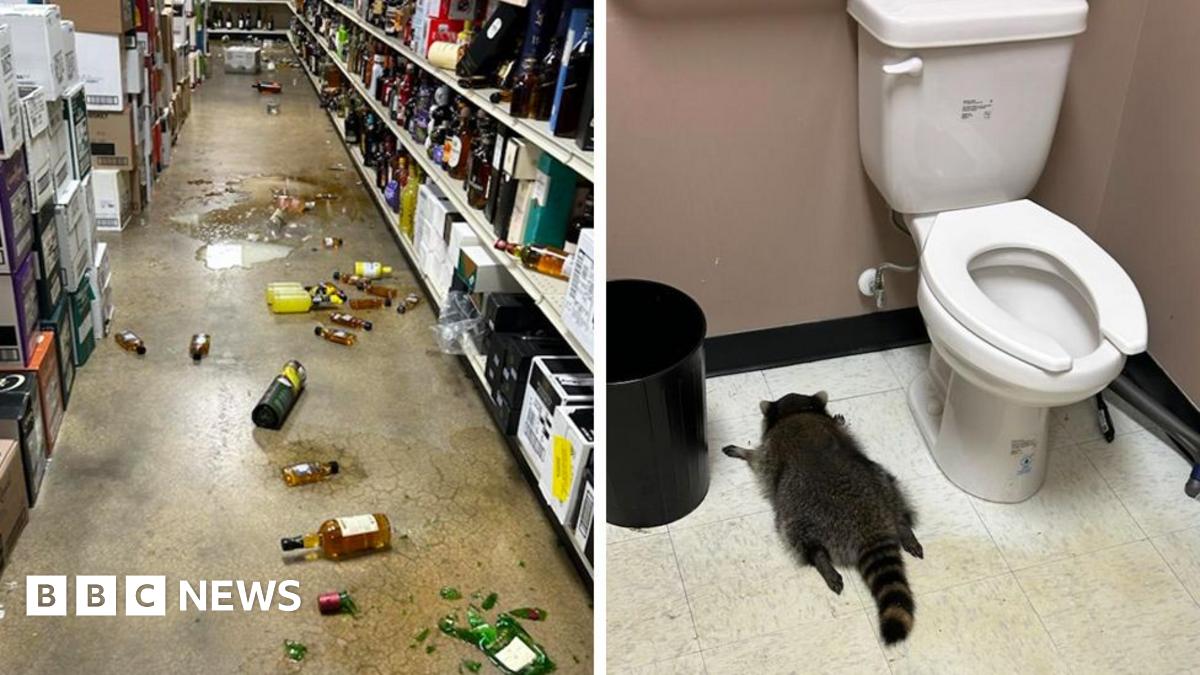 
                            Drunk raccoon found passed out on liquor store floor after breaking in