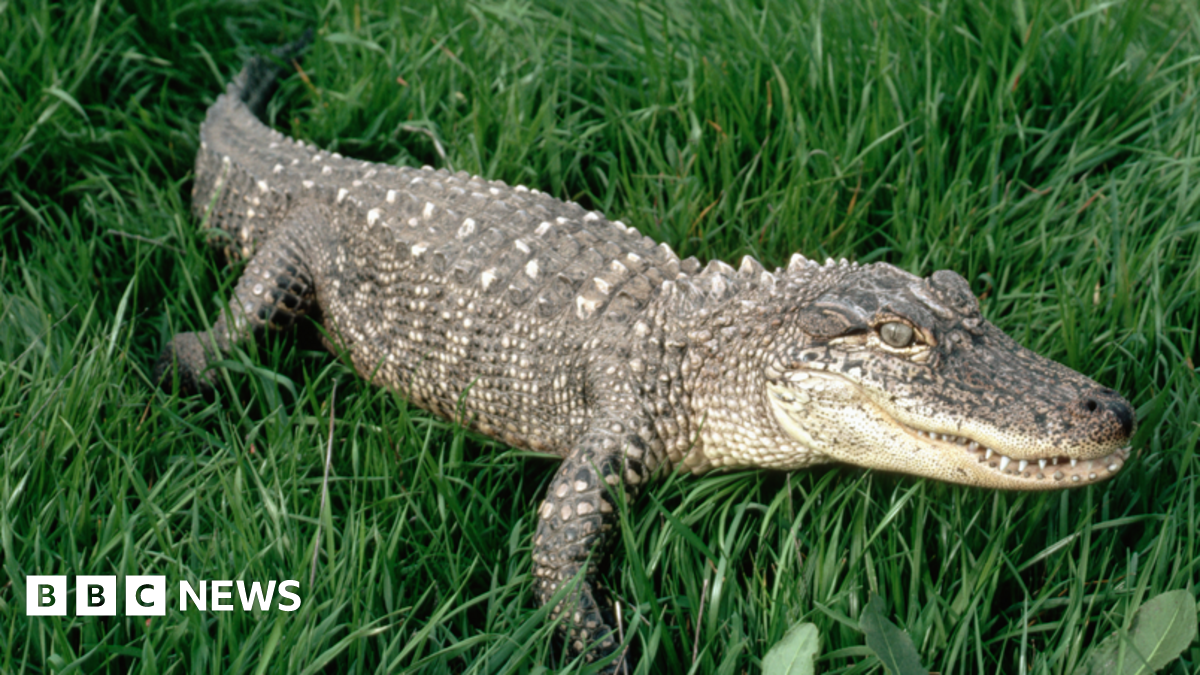 Rotherham Man Fined for Keeping Unlicensed Alligator Named Cliff