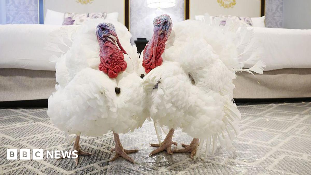 Live updates: Trump to pardon turkeys ahead of Thanksgiving thumbnail