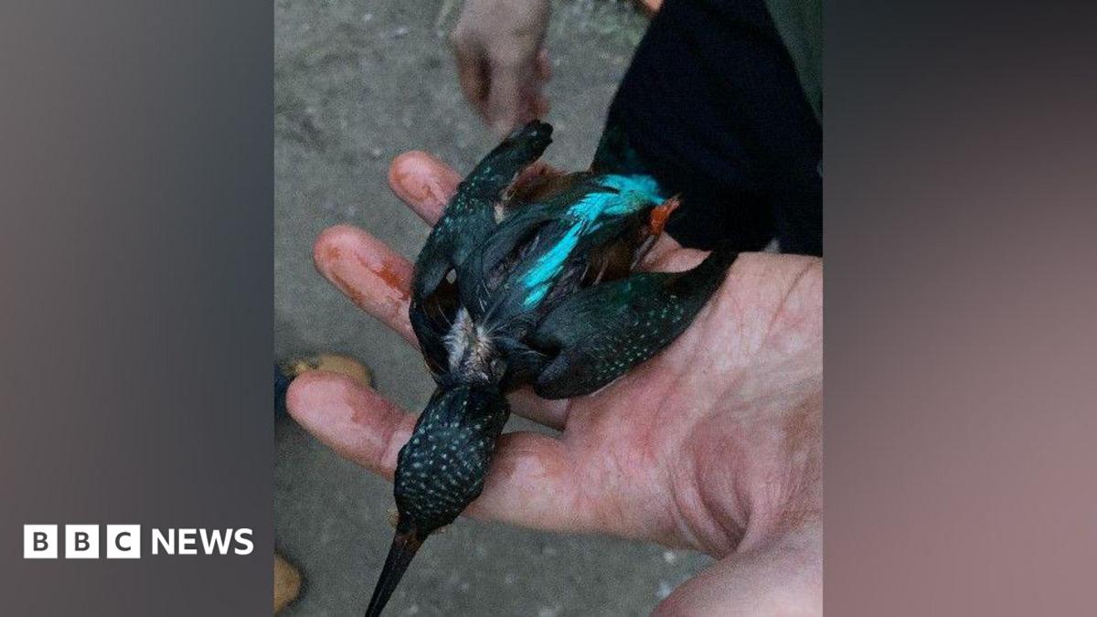Kingfisher dies in Stonehouse following oil spill on canal - BBC News