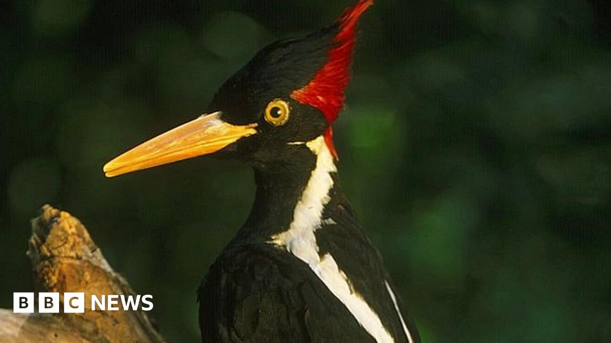 US declares 23 bird, fish and other species extinct BBC News