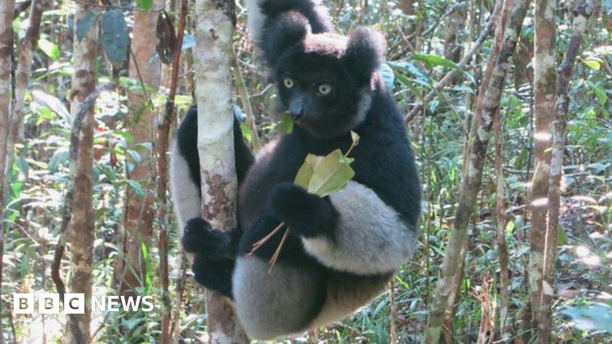 Madagascar's lemurs cling to survival BBC News