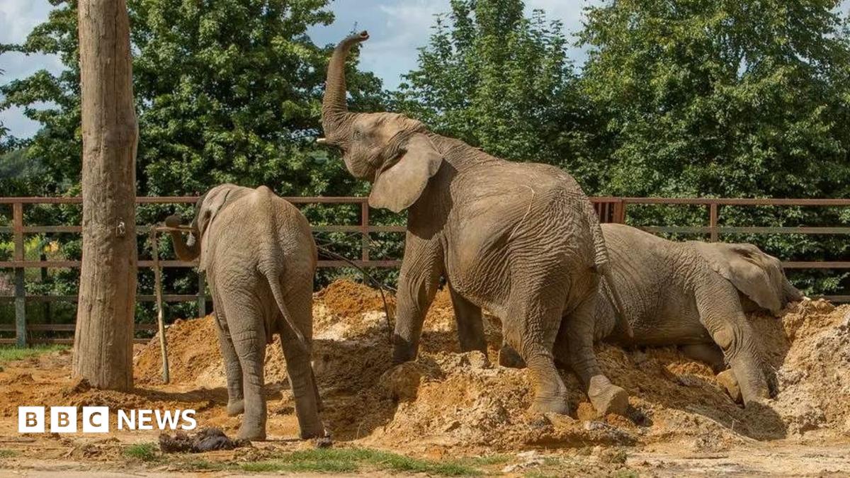 Jobs under threat at Howletts Wild Animal Park and Port Lympne Reserve