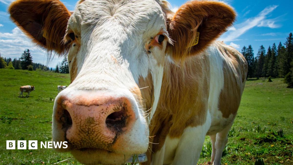 bbc.co.uk - John Campbell - NI agriculture: Farm profits topped &pound;1bn in 2025