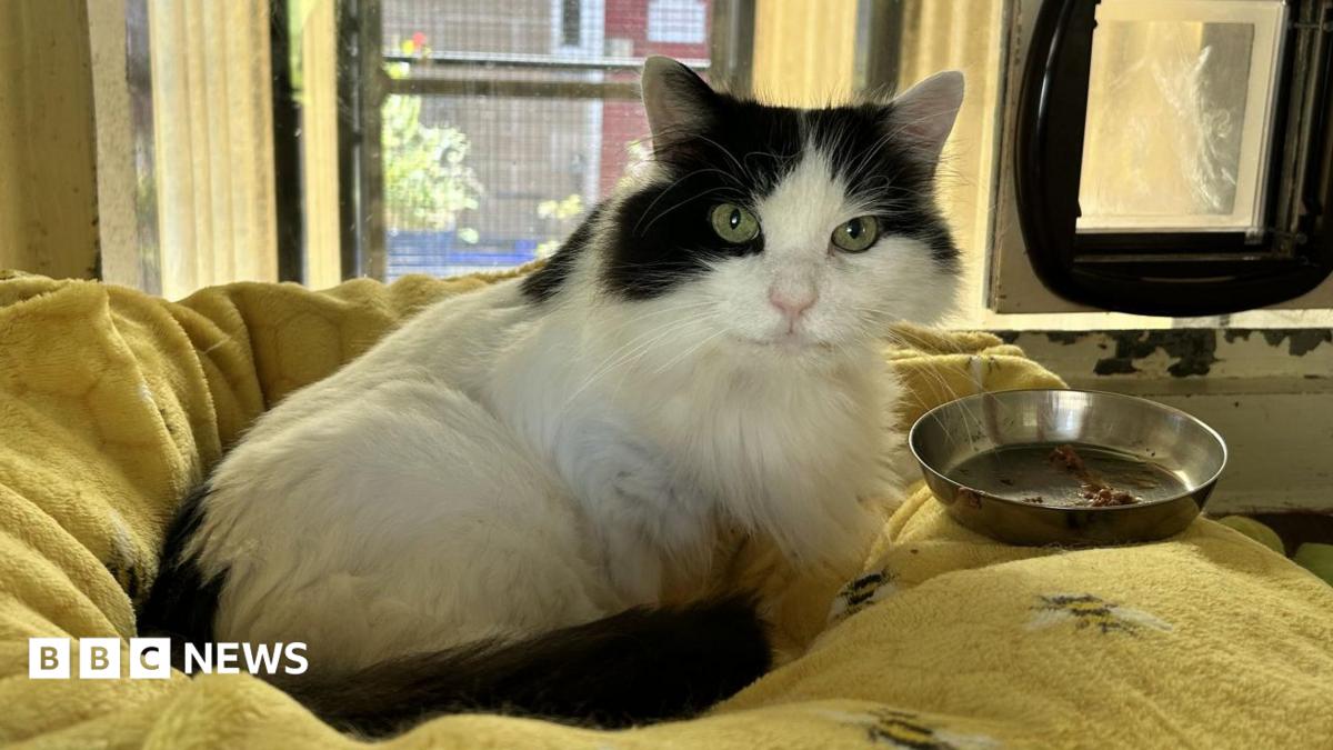 'Cat crisis' prompts North Yorkshire RSPCA adoption appeal - BBC News