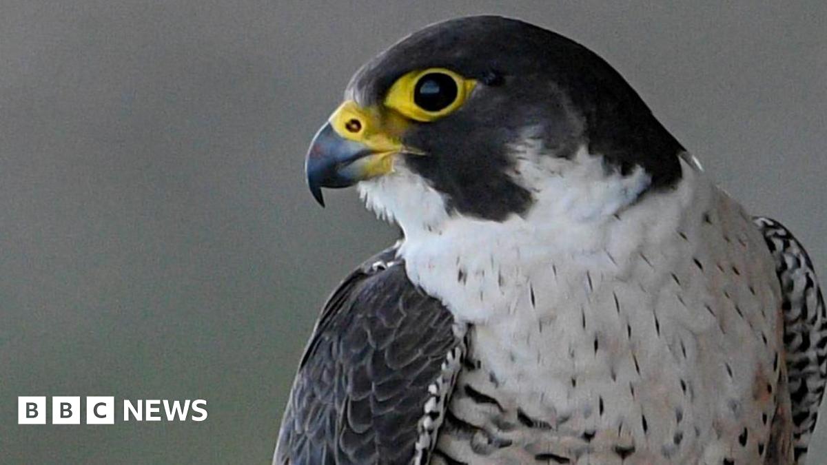 Peregrines falcons drawing crowds to church towers and buildings