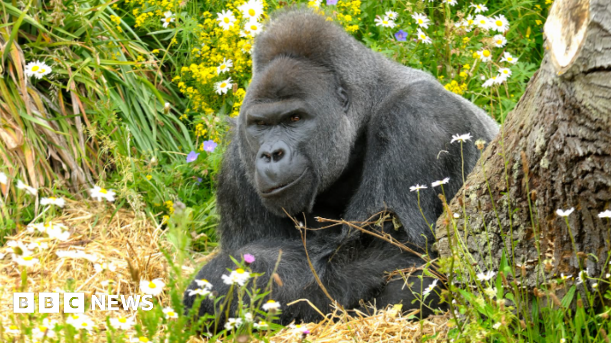 
                            'Devastation' as gorilla dies days after moving to new home