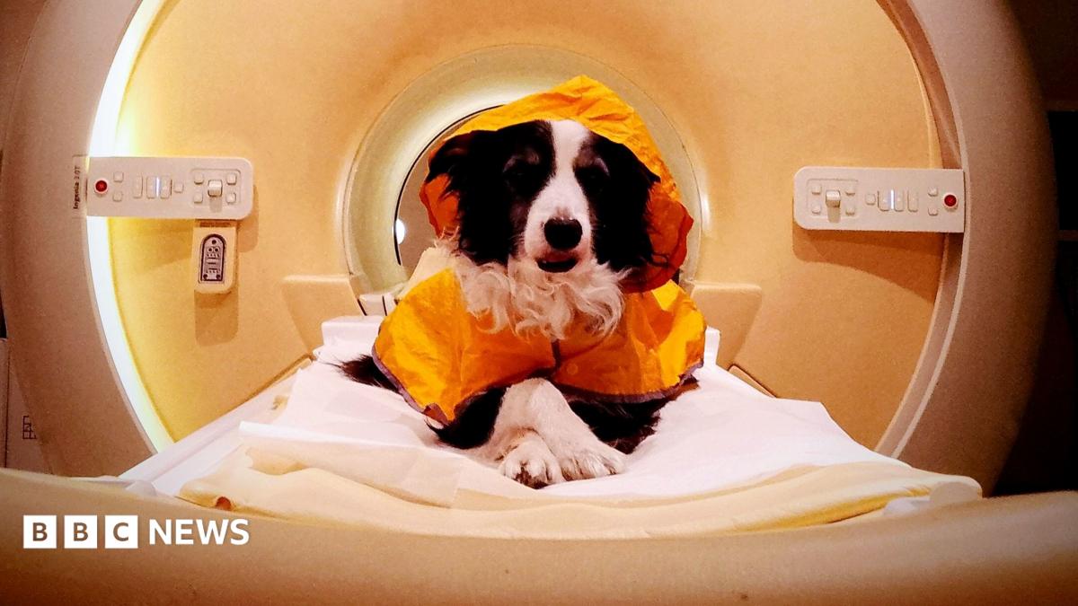 We should smile at our dogs - a new scientific study reveals why