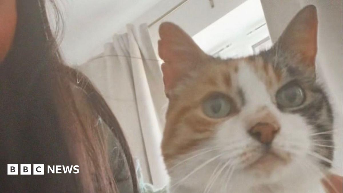 Cat missing for 10 years returns home on owner's 30th birthday