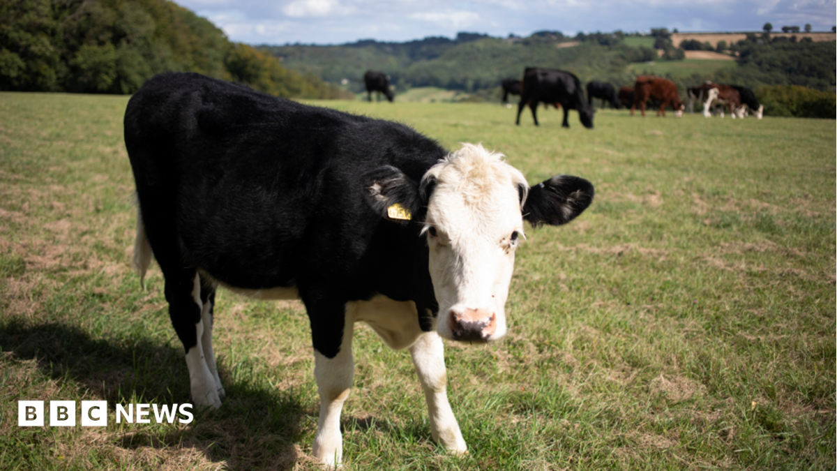 What is the potentially deadly bluetongue virus in the UK?