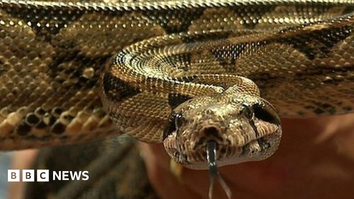 Luton school head teacher kept 7ft snake in office, says Ofsted