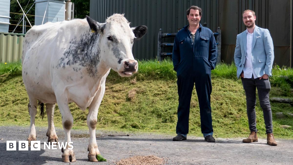How cow poo is powering crypto mining - BBC News