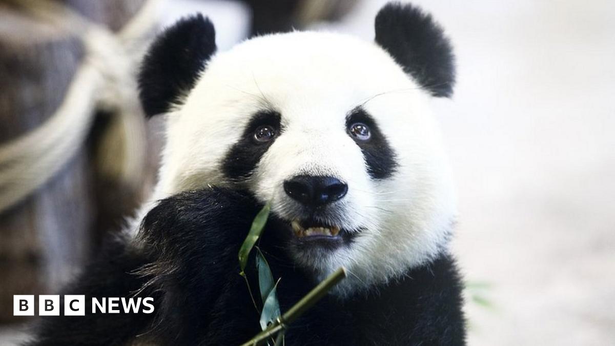 Coronavirus: German zoo may have to feed animals to each other - BBC News