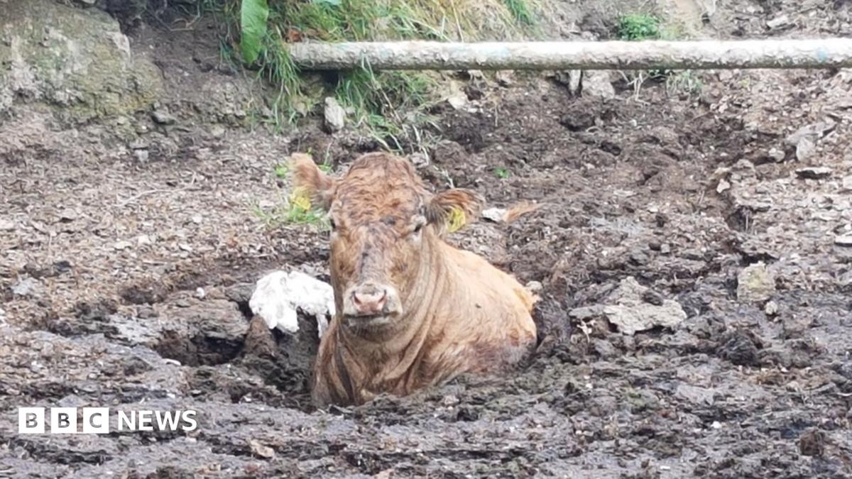 young-cow-rescued-from-slurry-pit-after-becoming-stuck-bbc-news