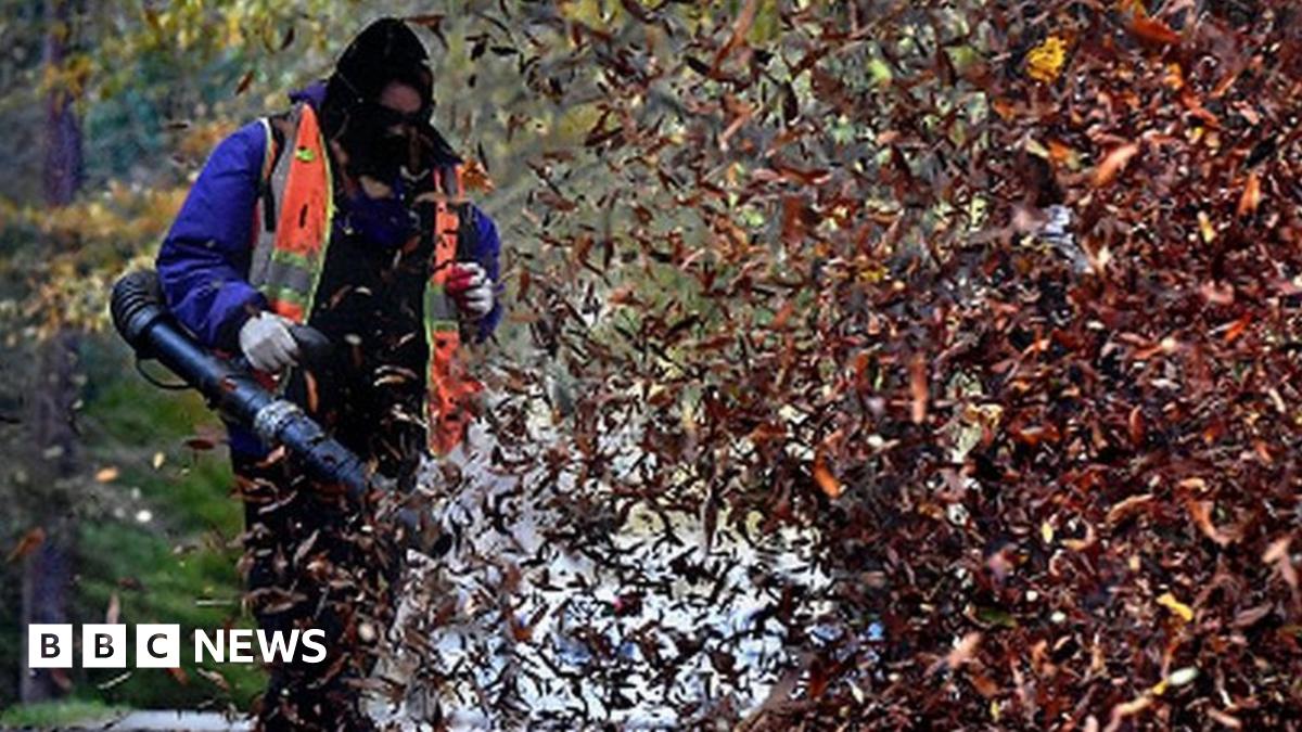 Leaf blowers fatal to declining insects, Germans warned - BBC News