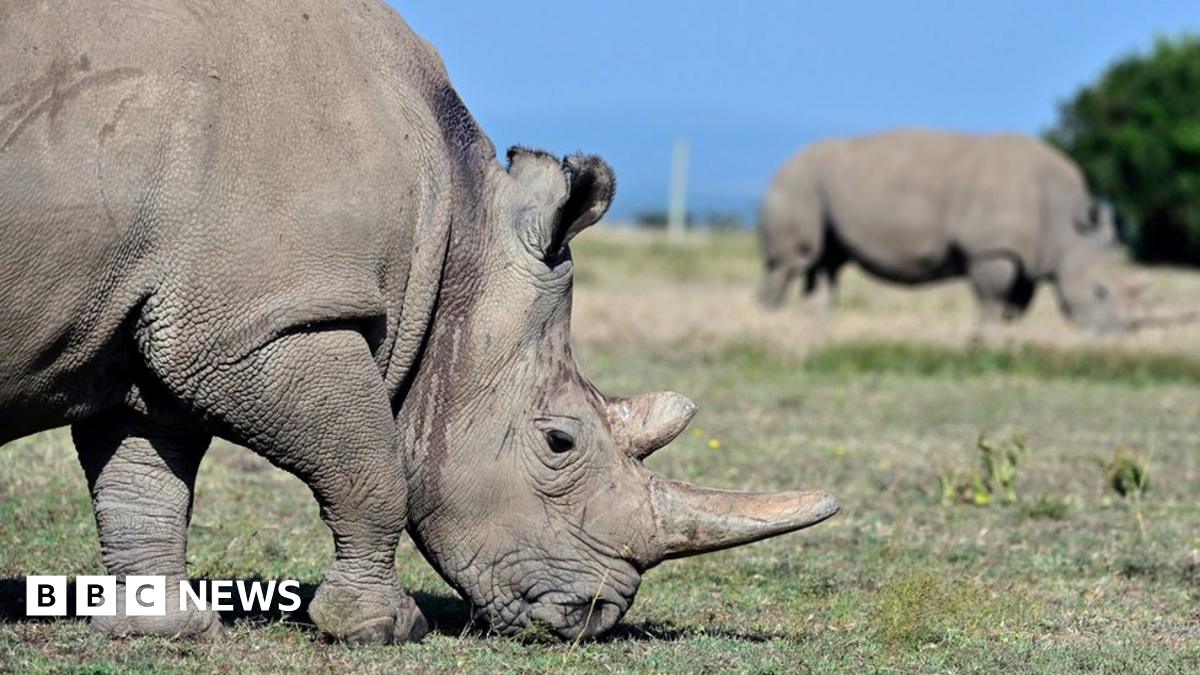 Northern white rhinos: The audacious plan that could save a