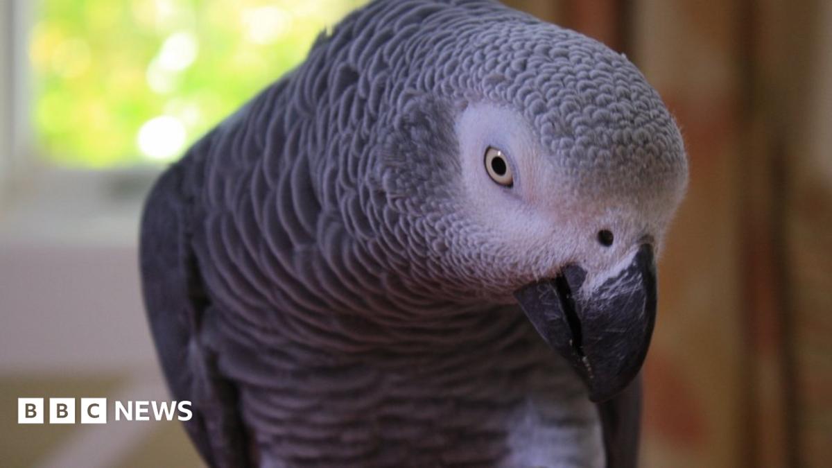 Parrot witness case: Michigan woman guilty of husband's murder - BBC News