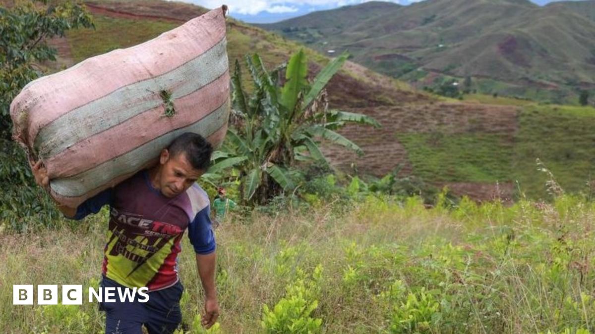 Colombia cocaine: UN reports record coca crop - BBC News