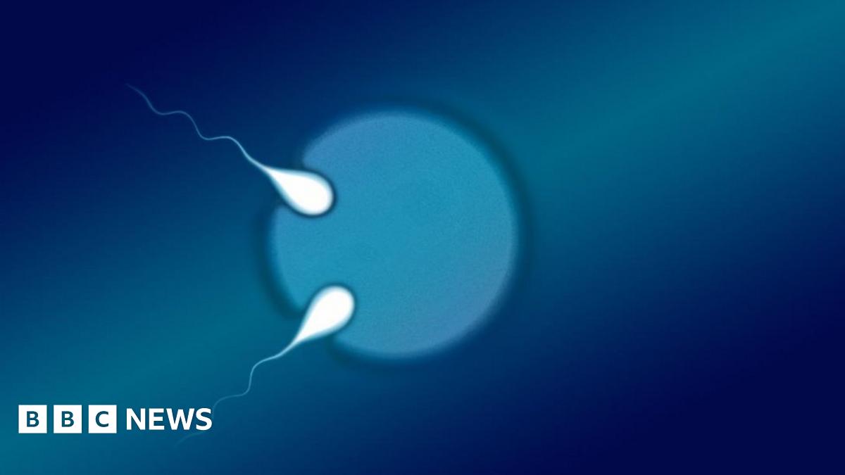 Two sperm fertilising an egg