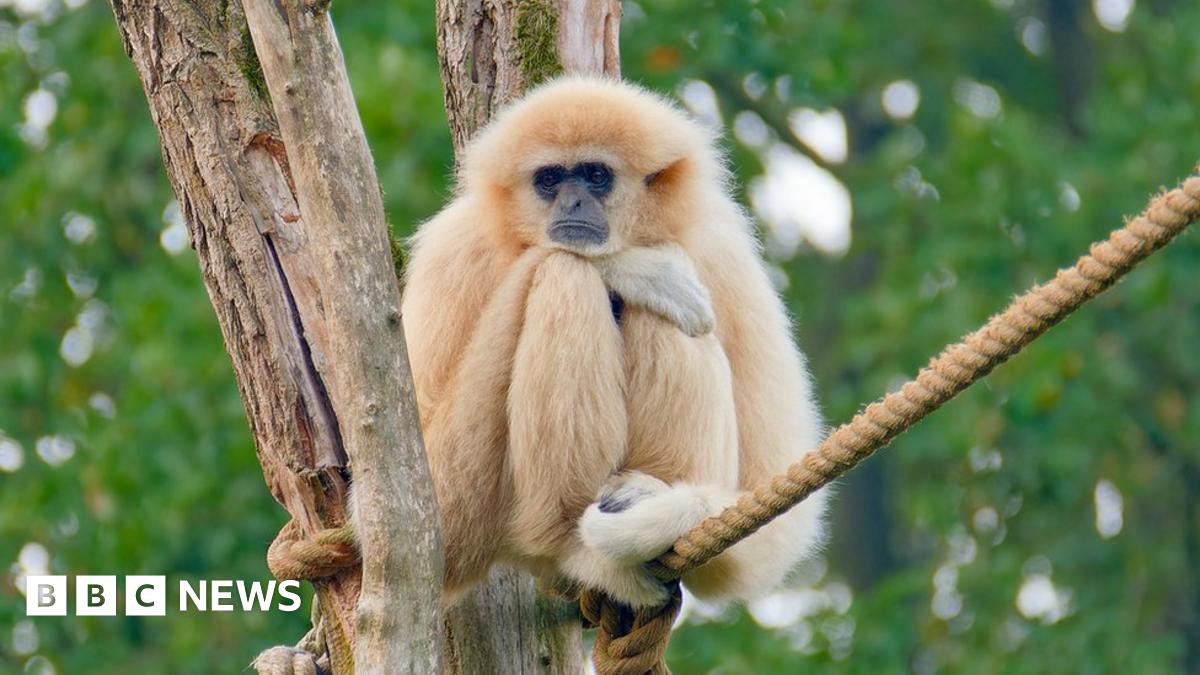 Zoo plans breeding programme for endangered gibbons - BBC News