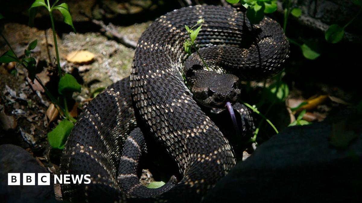 Florida man tries to kiss rattlesnake; gets bitten - BBC News